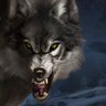 World Wide Wolf's profile picture