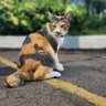 Фото профиля sapayaa