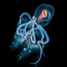 Фото профиля Wonderpus Photogenicus