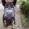 Dr Piggler, talmudic warlord, stormblade's profile picture