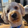 Daniel Schmidt's profile picture