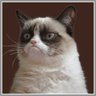 Profilbild von Finkle Fart