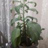 Фото профиля Selaminko...