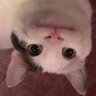 cat 的头像