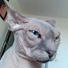 впевнений користувач мережі's profile picture