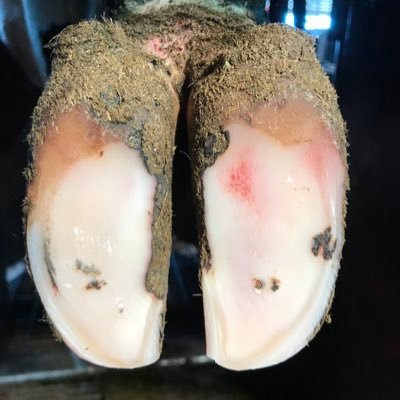 NatetheHoofGuy's profile picture