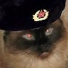 Putins Cat 的头像