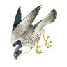 ✠ Peregrine's profile picture