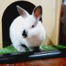 Profilbild von Doug Narinas 🐰 (⭐⭐⭐)