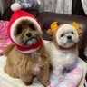 みゆ&ちこらら🍥 profil fotoğrafı