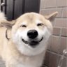 Profilbild von さく良(U^ω^U)