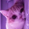 Edo Teguh Prasetio's profile picture