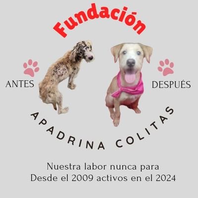 ApadrinaColitas🐕🐶's profile picture
