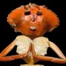 sayur lodeh's profile picture