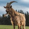 Profilbild von The G. O. A. T. 🐐 🫥🇳🇬