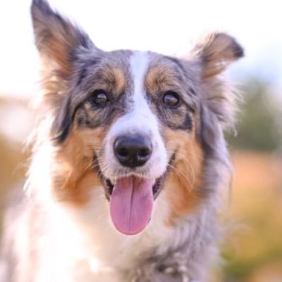 MONAå®¶ / ããŒããŒã³ãªãŒ's profile picture