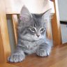 nsrin negm profil fotoğrafı