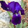 floragalora profil fotoğrafı