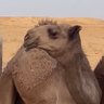 خالد profil fotoğrafı