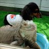 Фото профиля 動物好きのお気楽育児