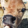 JustAFarmer's profile picture