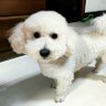 京城三叔 profil fotoğrafı