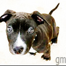GilMeydan's profile picture