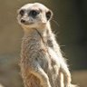 Profilbild von SIG USHER