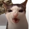Profilbild von Dreczi