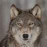 Lobo 🐺🐉's profile picture