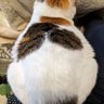 Фото профиля クリエーションフューチャー提督