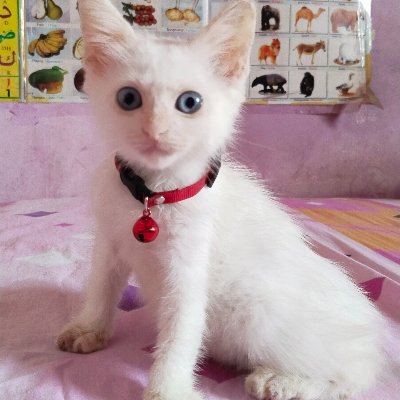 Mood booster's profile picture