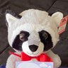safeway raccoon profil fotoğrafı