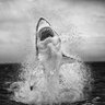 Joseph Tobol's profile picture