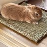 𝕊𝕖𝕥𝕒碧光 🐰's profile picture