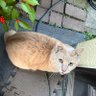 Paw Step's profile picture