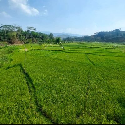 Pijat Bapak Tegal's profile picture