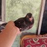 Profilbild von bocahdolan
