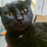 Фото профиля cattttttt