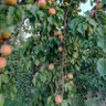 Фото профиля Miş Miş Diyarı