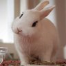stupid lil wabbit's profile picture