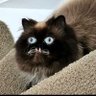 space cat's profile picture