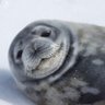 weddellseal profil fotoğrafı