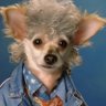 🎙️Ciudadano🇲🇽irreverente's profile picture
