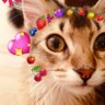 きみニャン😻MAO 👠💍👑🌙🌟 的头像