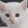 Profilbild von Suki