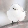 Profilbild von Airi