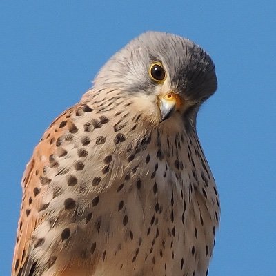 himegif's profile picture