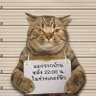 币圈疗愈师's profile picture