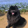 スーティの飼主（小麦もいるよ） profil fotoğrafı